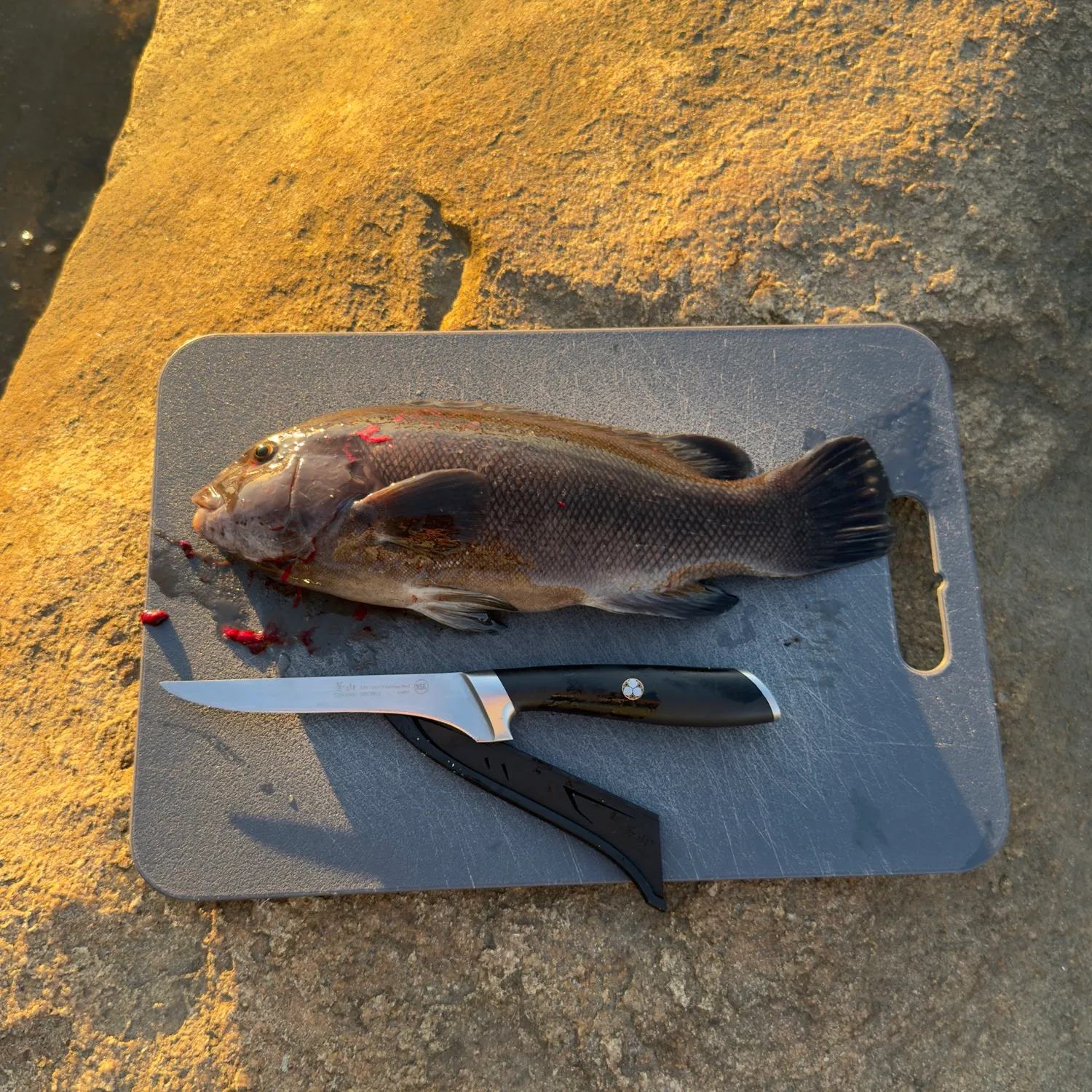Tautog caught on Fishbrain