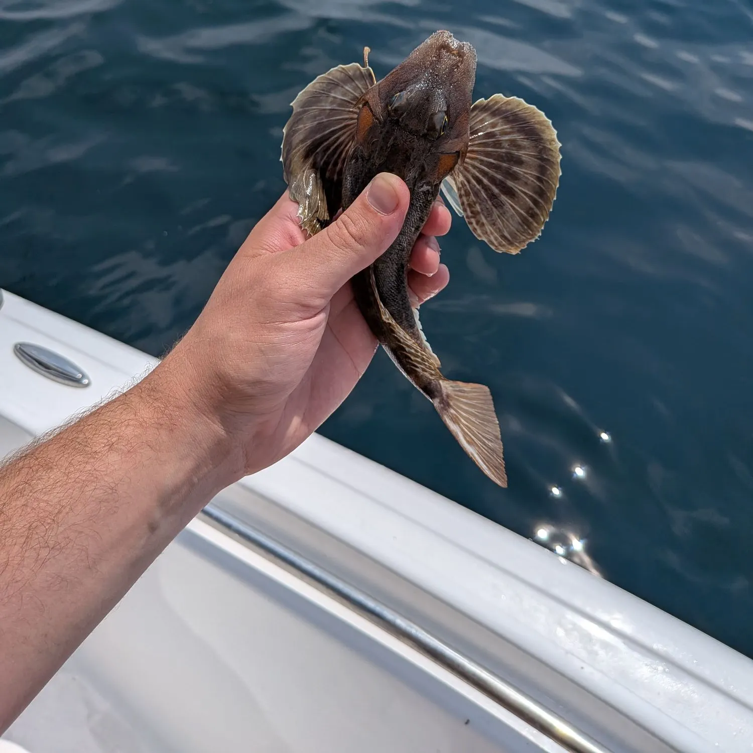 The most recent Northern searobin catches on Fishbrain