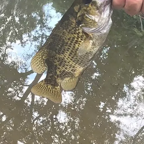 Rock bass caught on Fishbrain