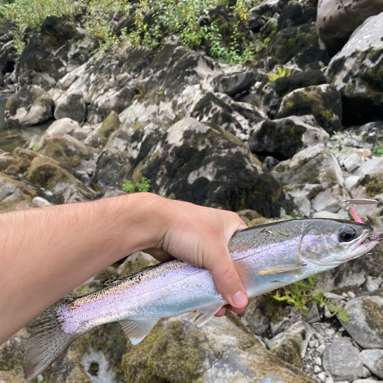 Rainbow trout caught on Fishbrain