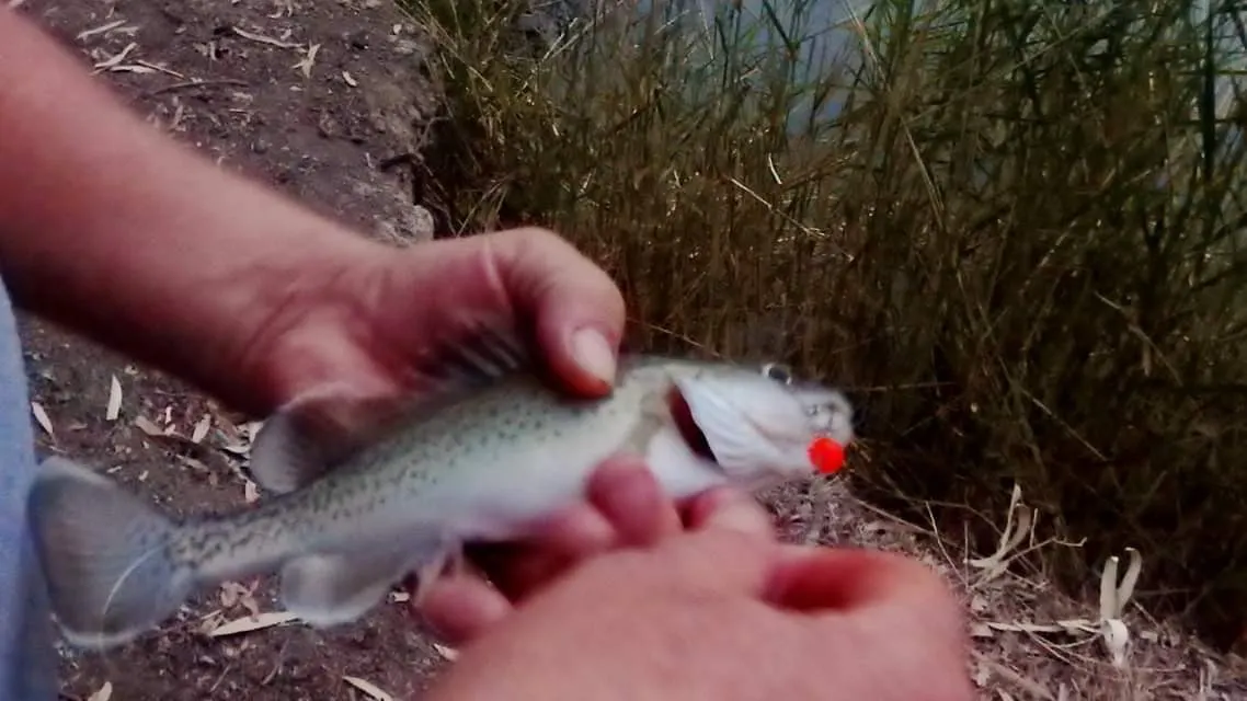 Post image from I.can.fish