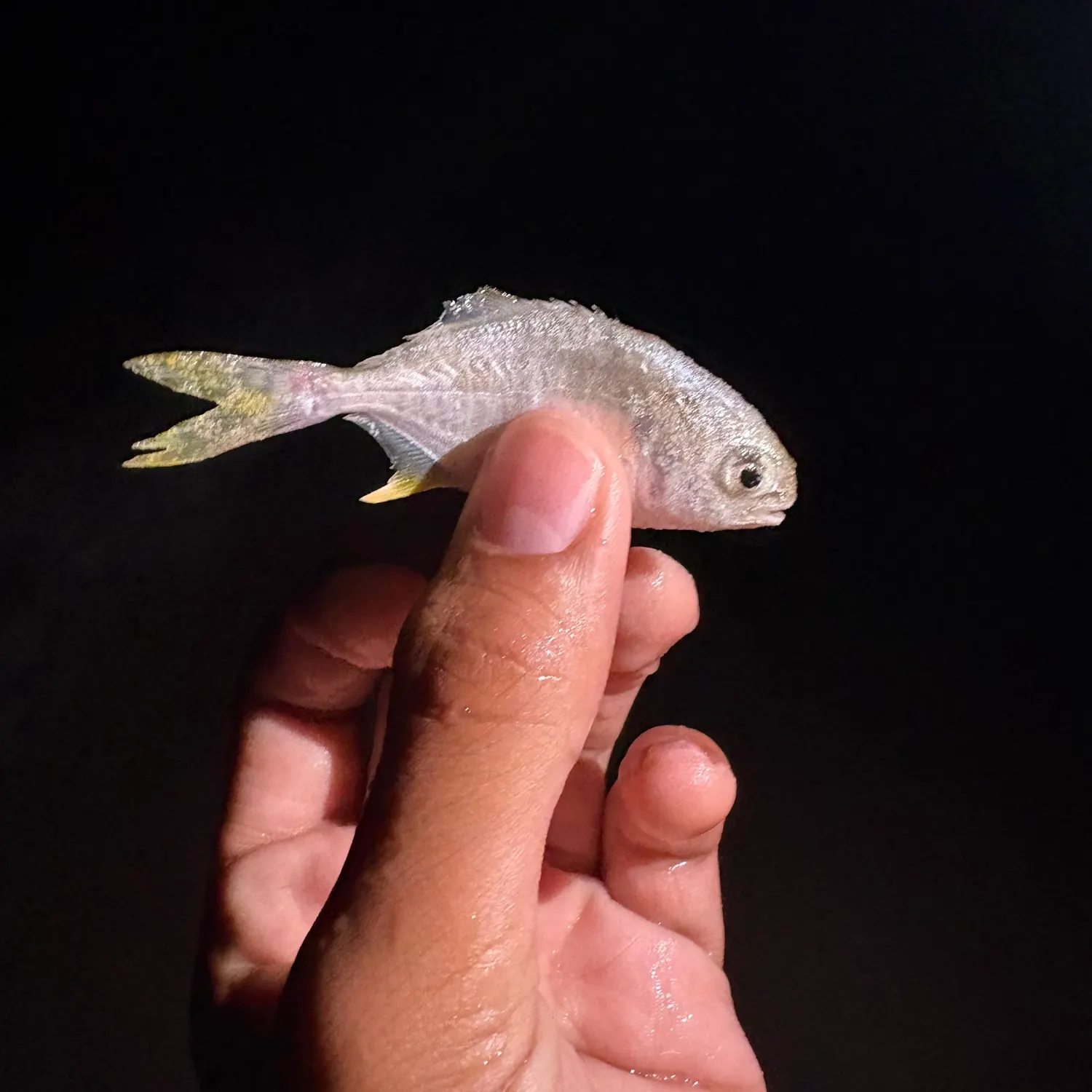 Florida pompano caught on Fishbrain