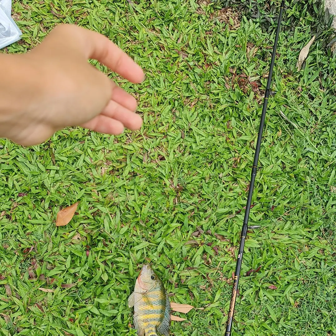 Mayan cichlid caught on Fishbrain