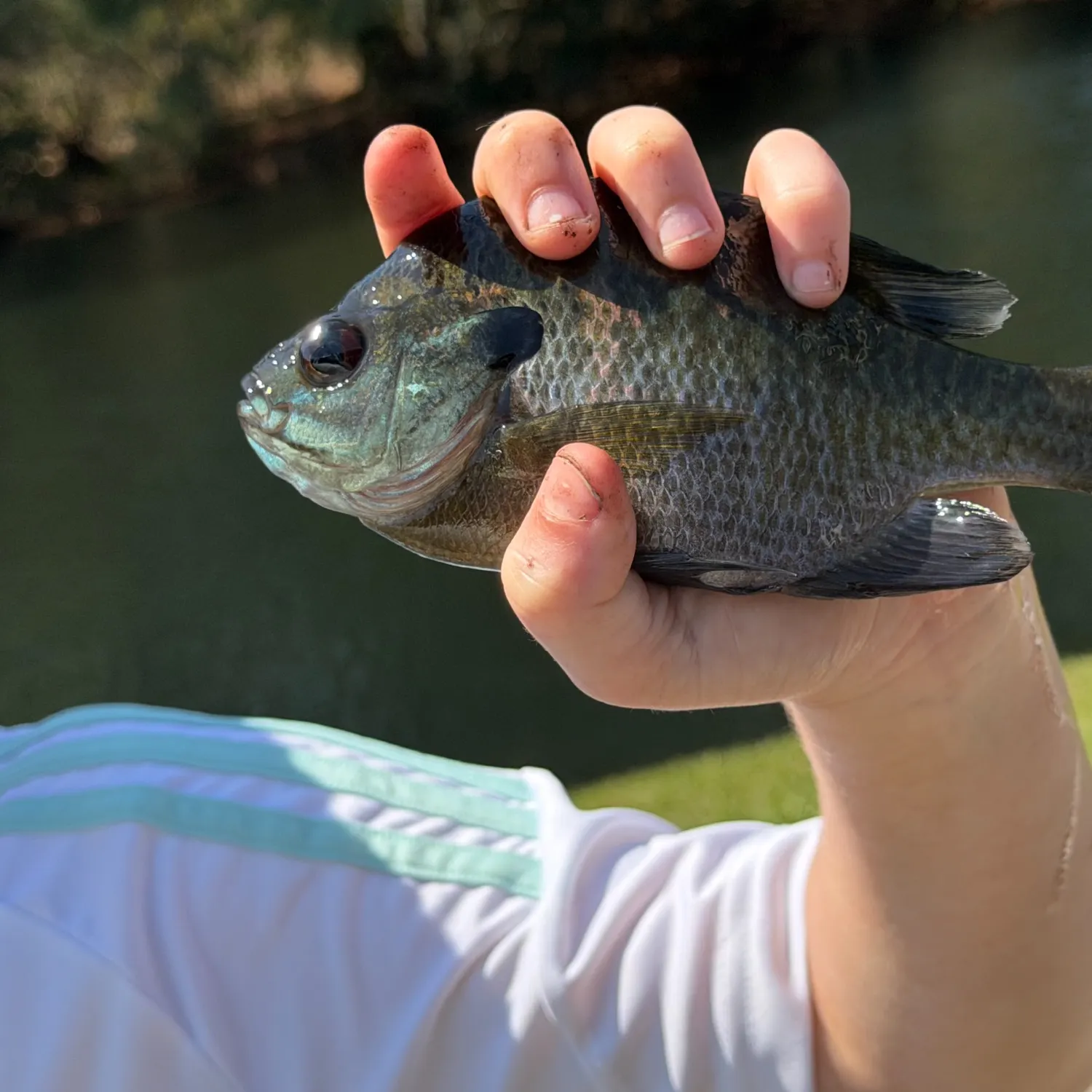 Bluegill caught on Fishbrain