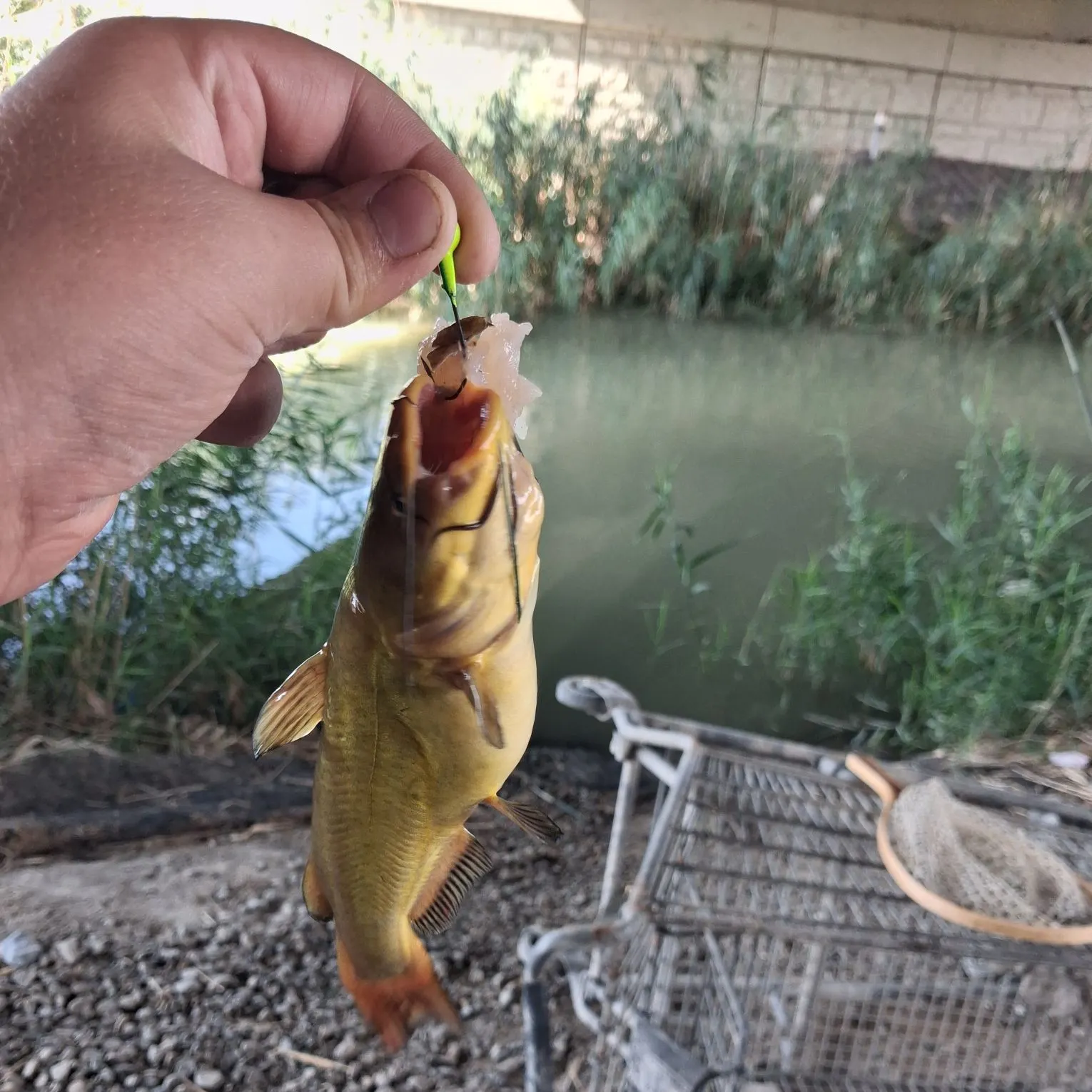 catch