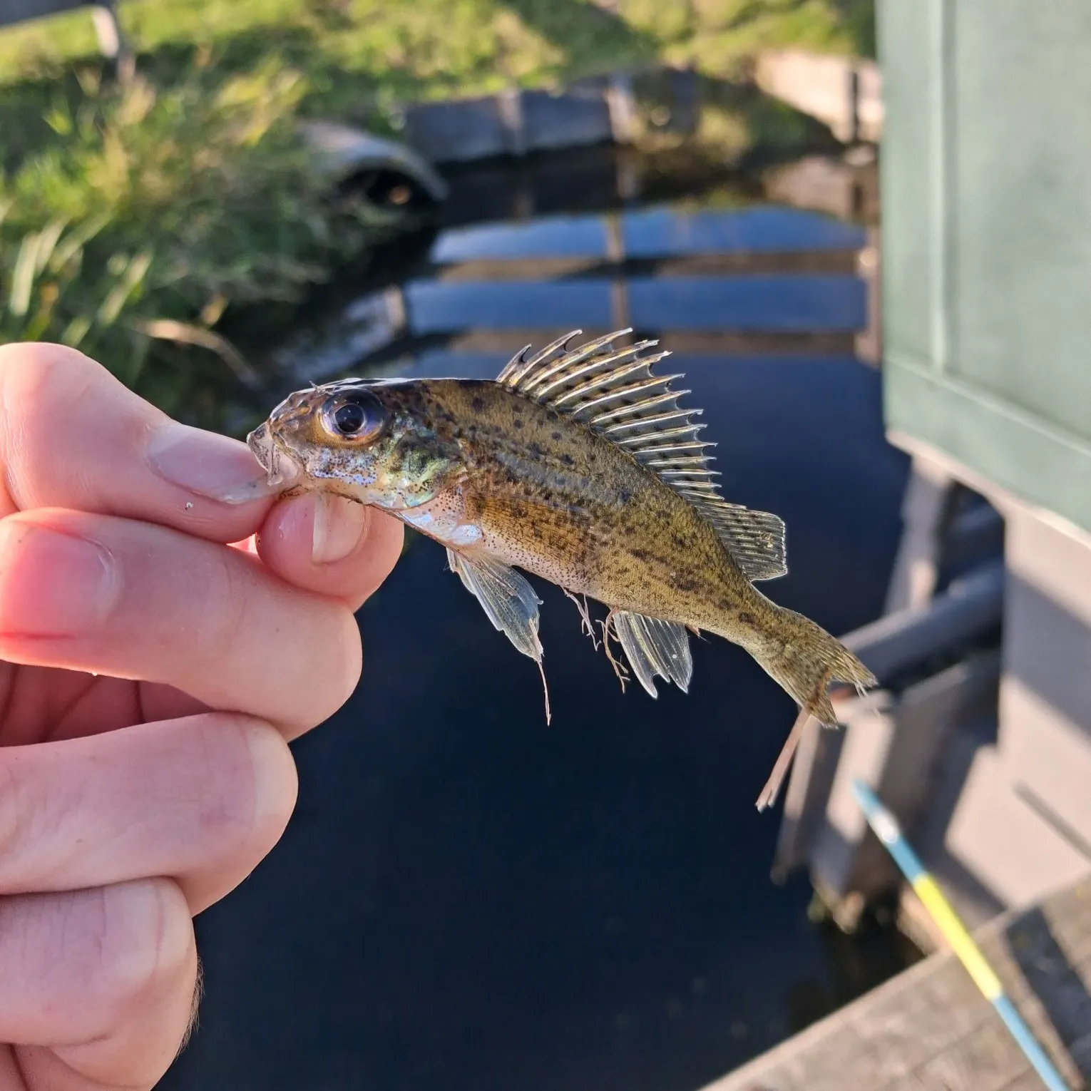 Eurasian ruffe caught on Fishbrain