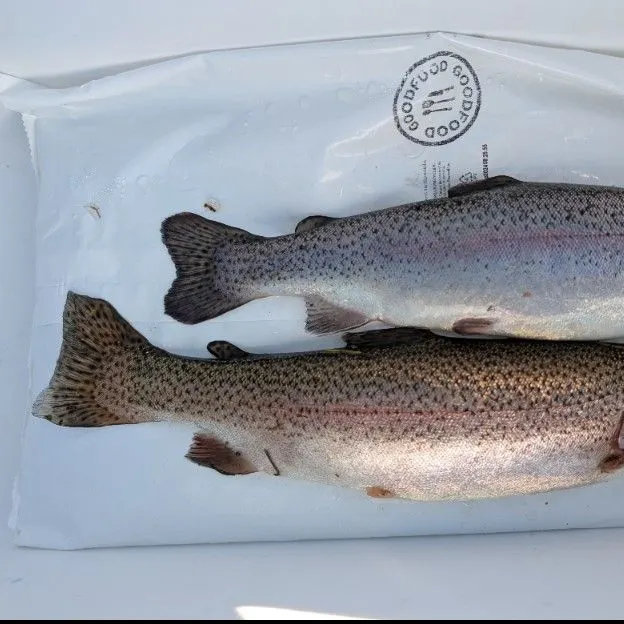 Rainbow trout caught on Fishbrain