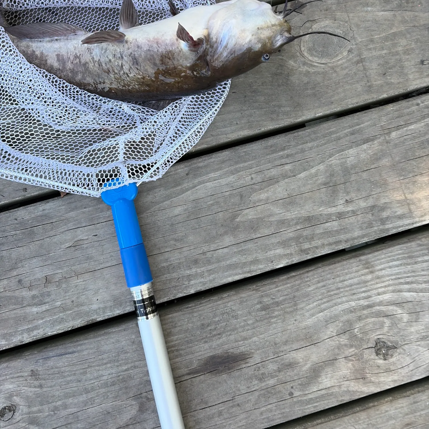 Fish caught on Fishbrain