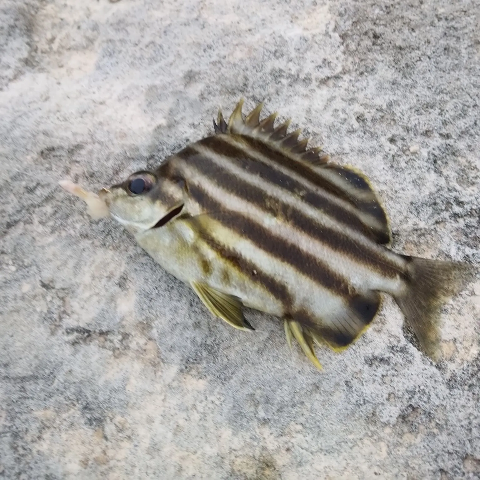 The most recent Zebra fish catches on Fishbrain
