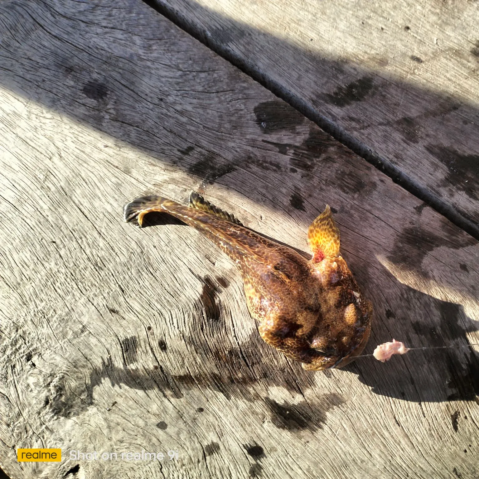Pacific spotted scorpionfish caught on Fishbrain