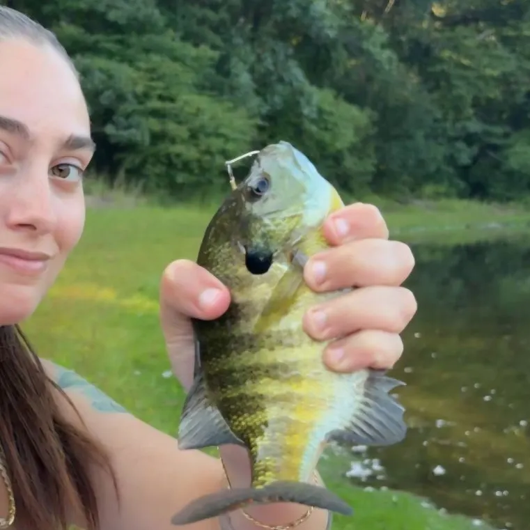 Bluegill caught on Fishbrain