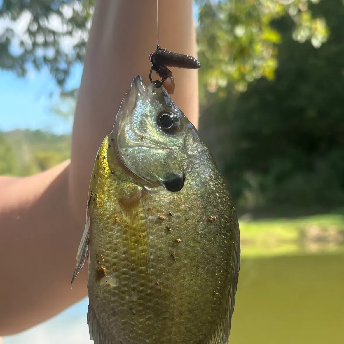 Bluegill caught on Fishbrain