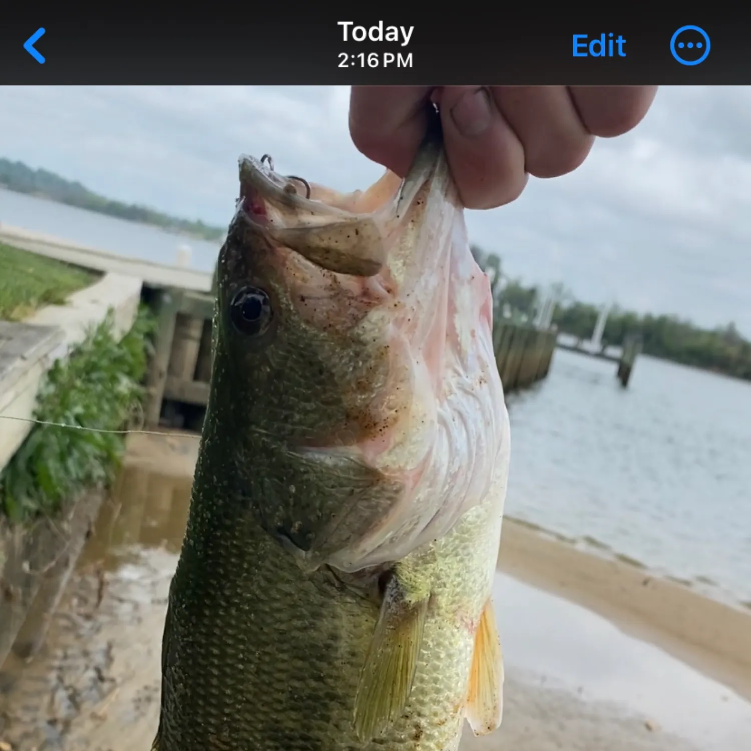 recently logged catches