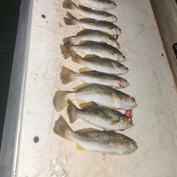 The most recent Sand seatrout catches on Fishbrain