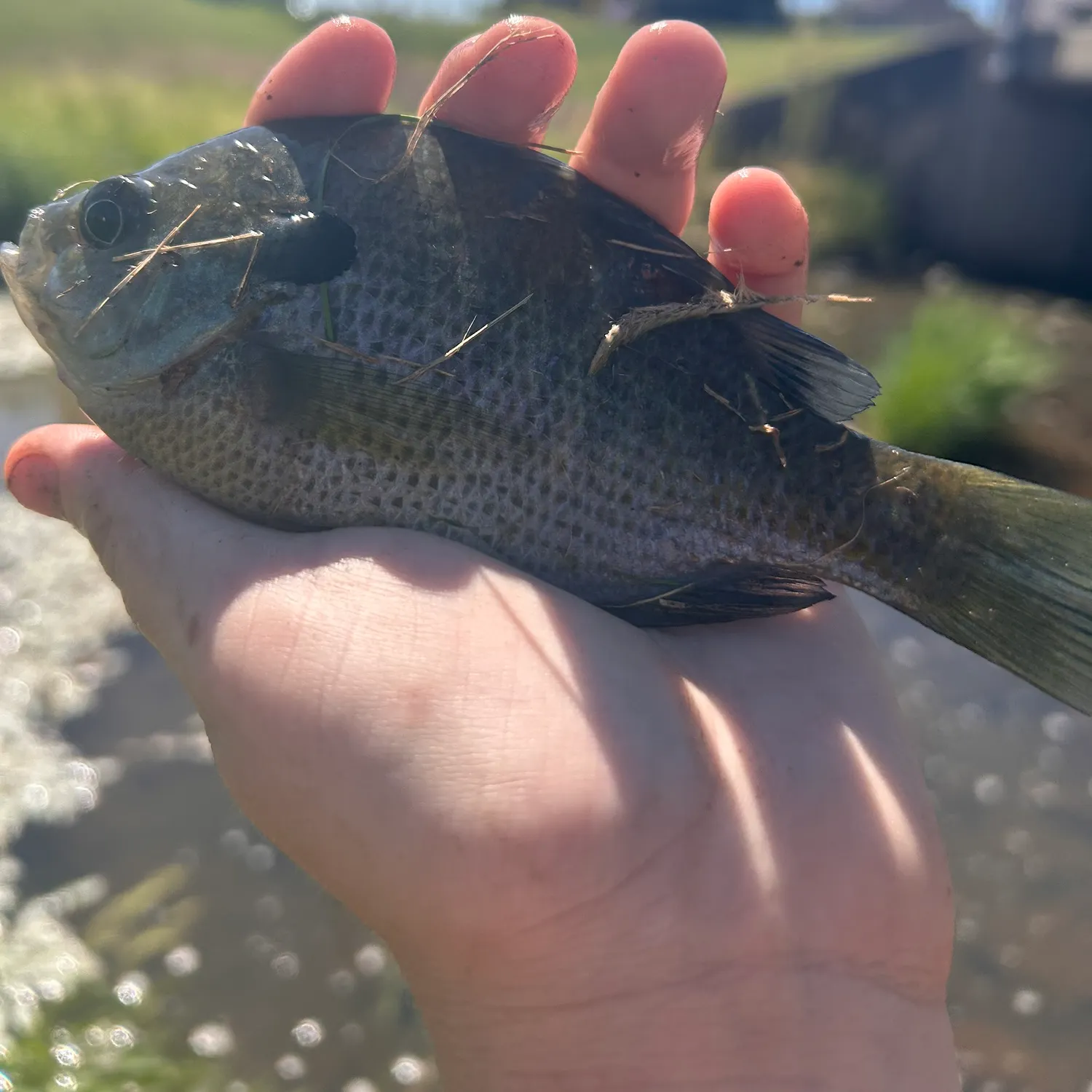 Bluegill caught on Fishbrain