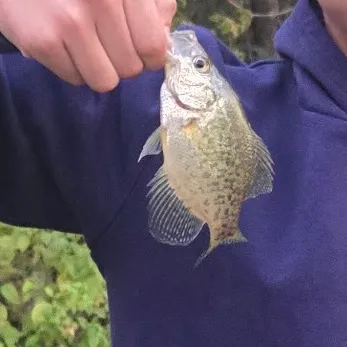 Black crappie caught on Fishbrain