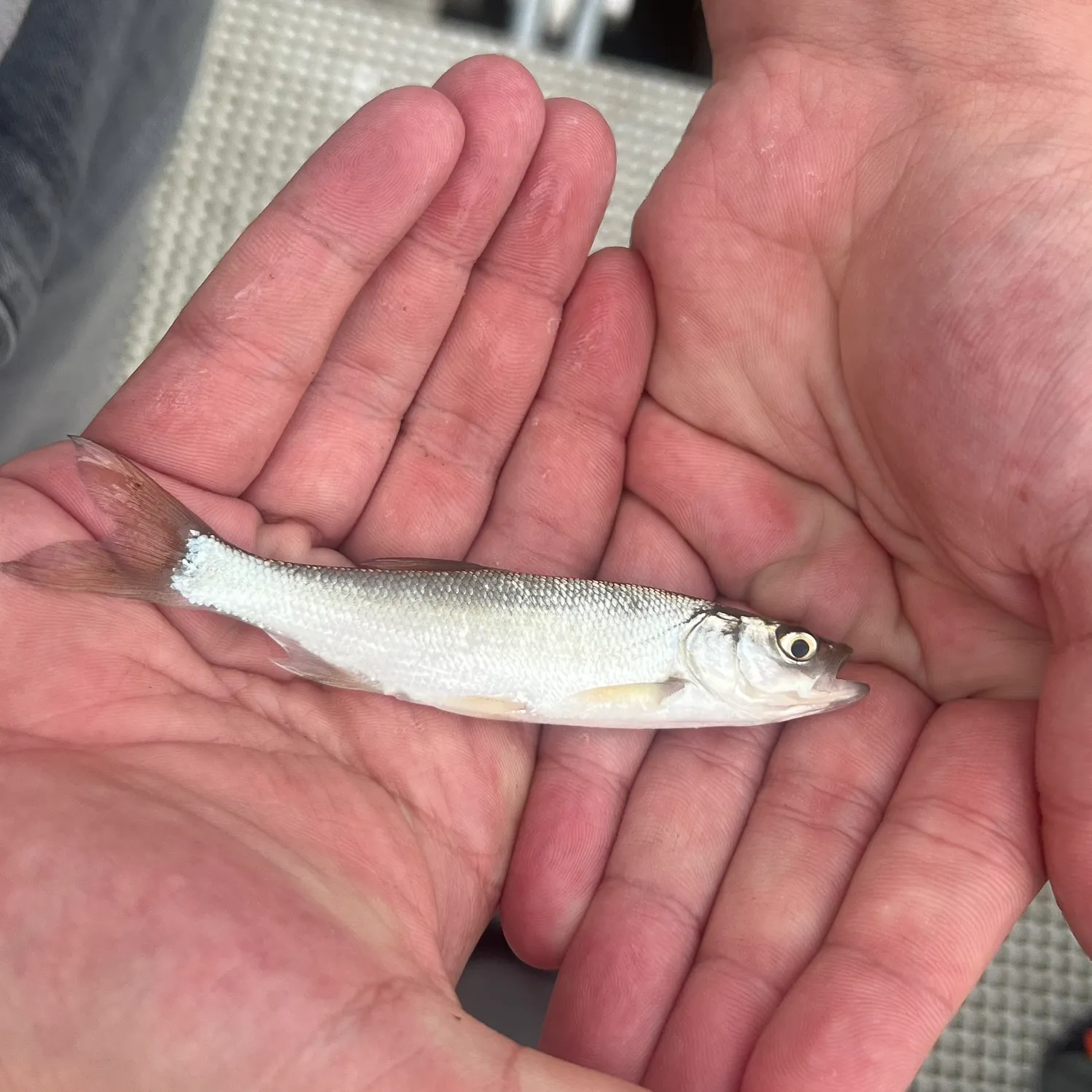 Asp caught on Fishbrain