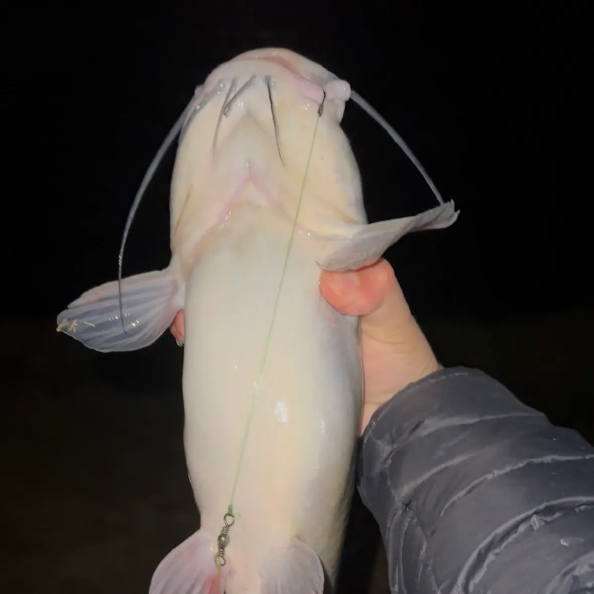 The most recent Channel catfish catches on Fishbrain