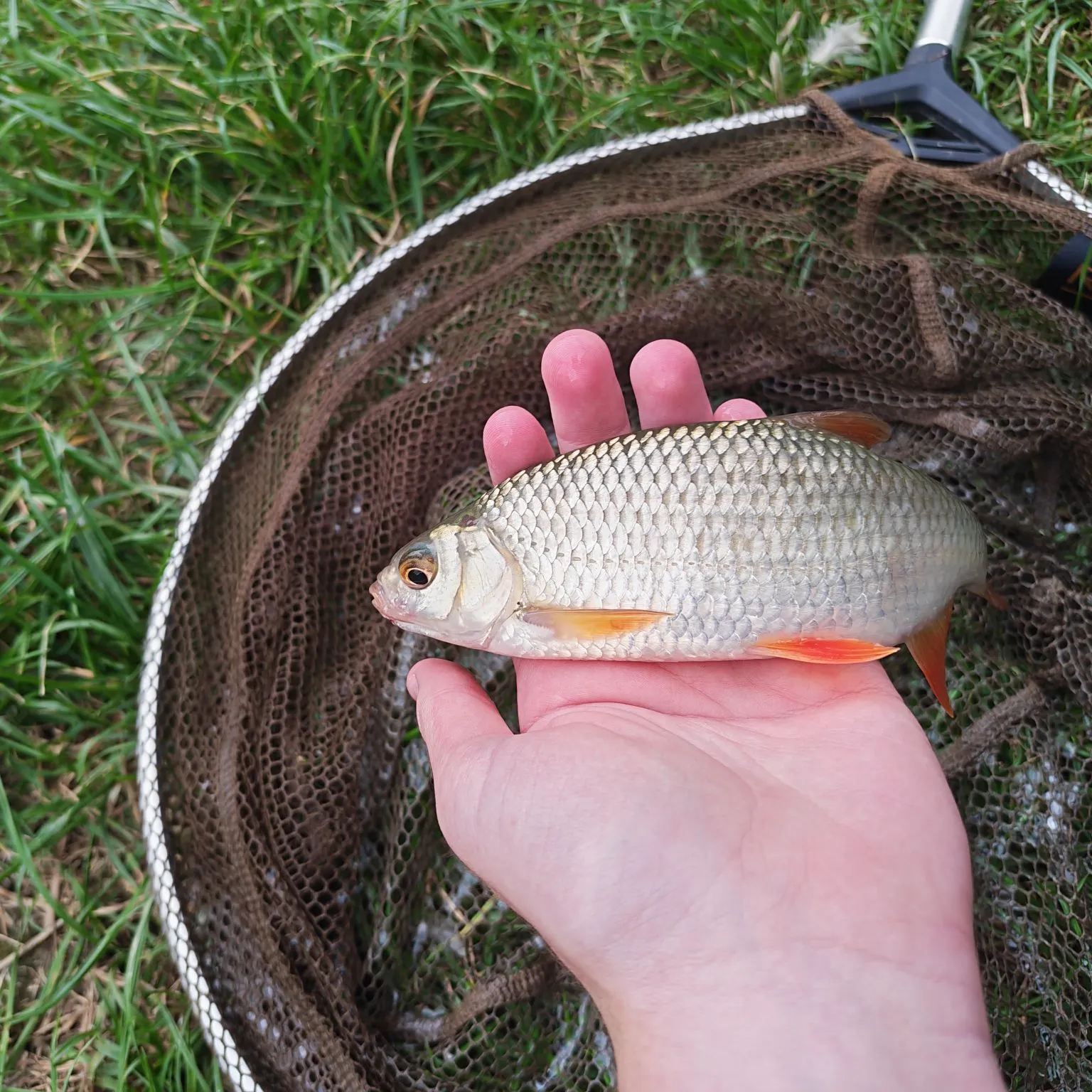 Common roach caught on Fishbrain