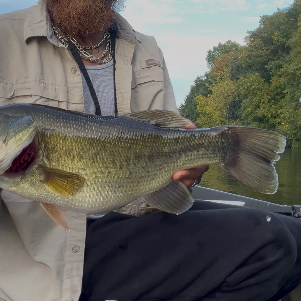 Largemouth bass caught on Fishbrain