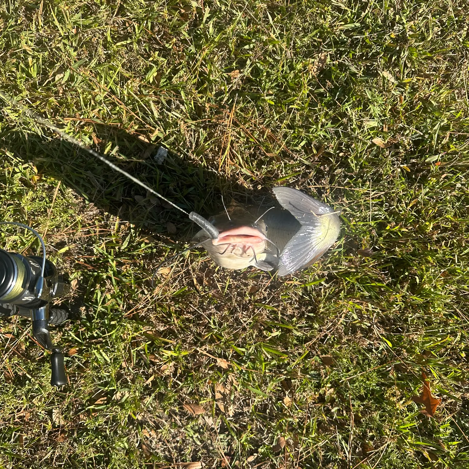 White bullhead caught on Fishbrain