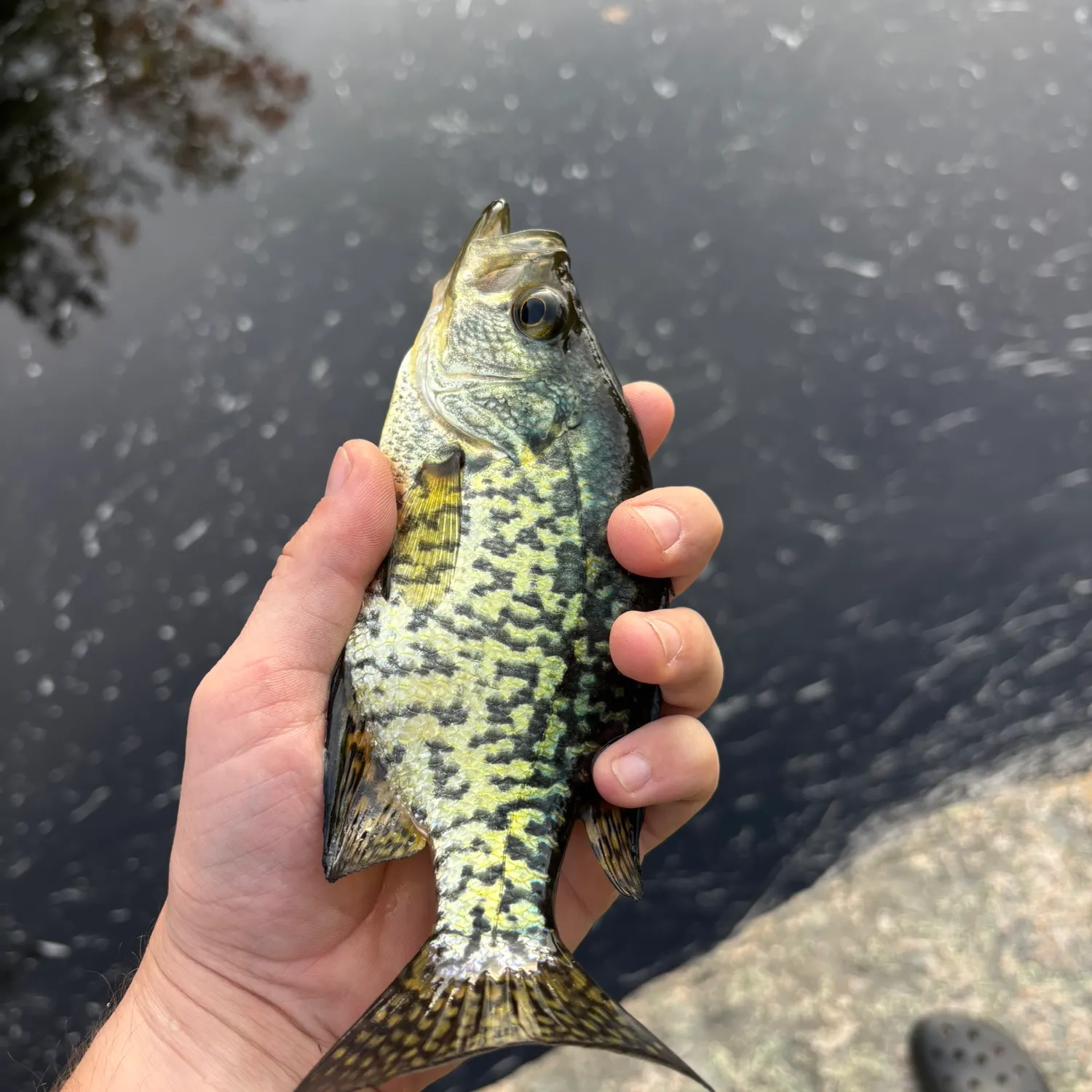 Black crappie caught on Fishbrain