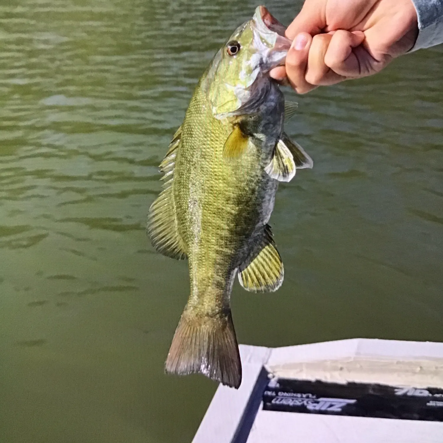Smallmouth bass caught on Fishbrain