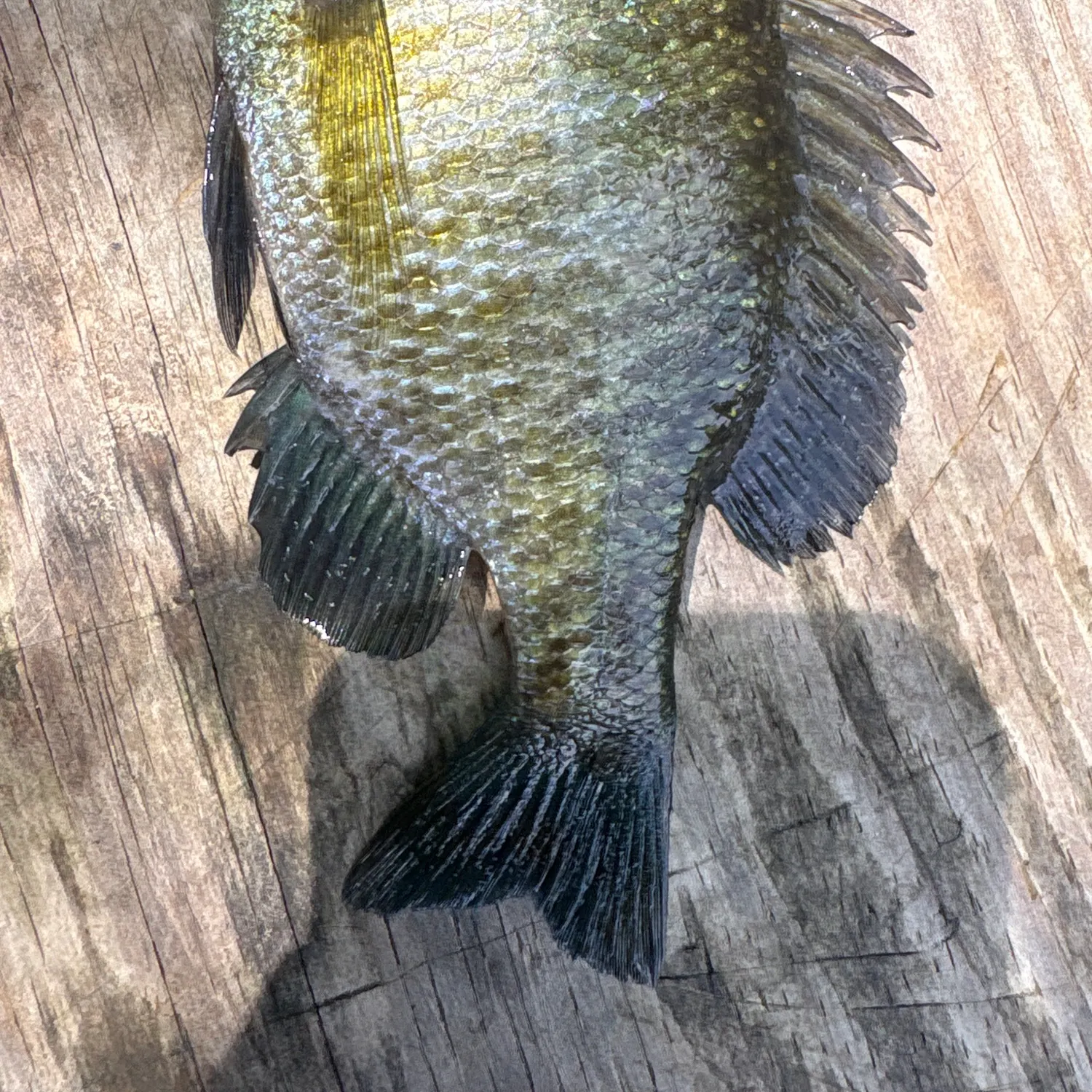 Fish caught on Fishbrain