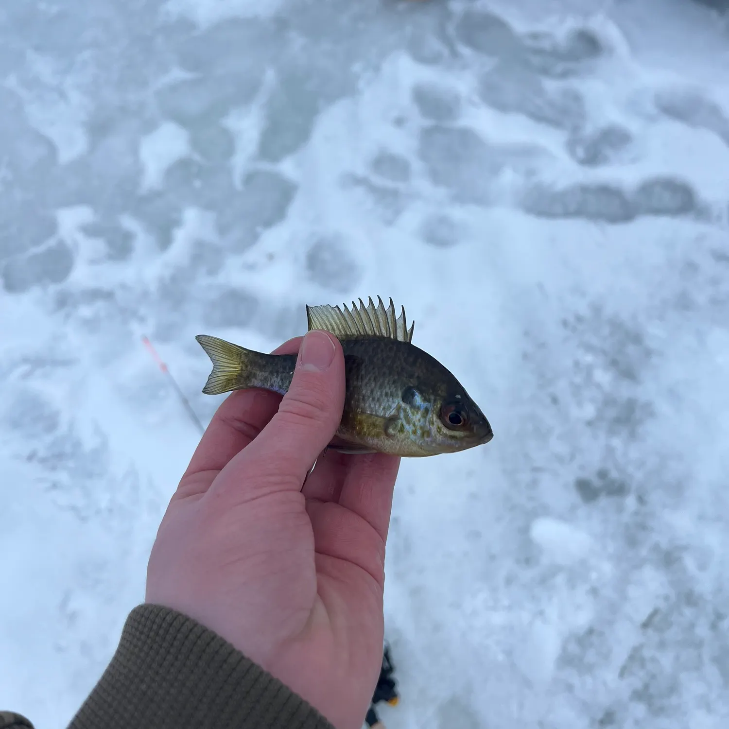 The most recent Redear sunfish catches on Fishbrain