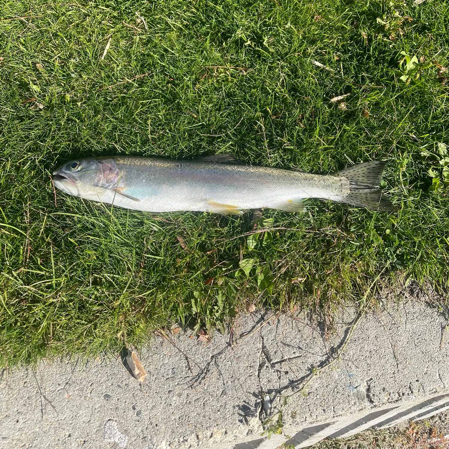 Rainbow trout caught on Fishbrain