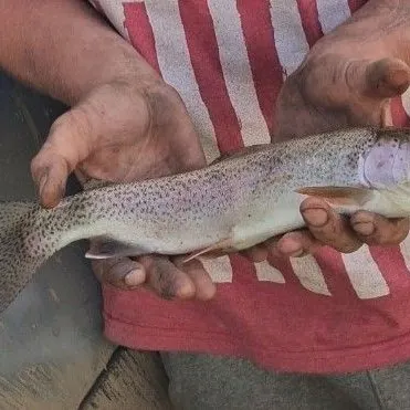 Rainbow trout caught on Fishbrain
