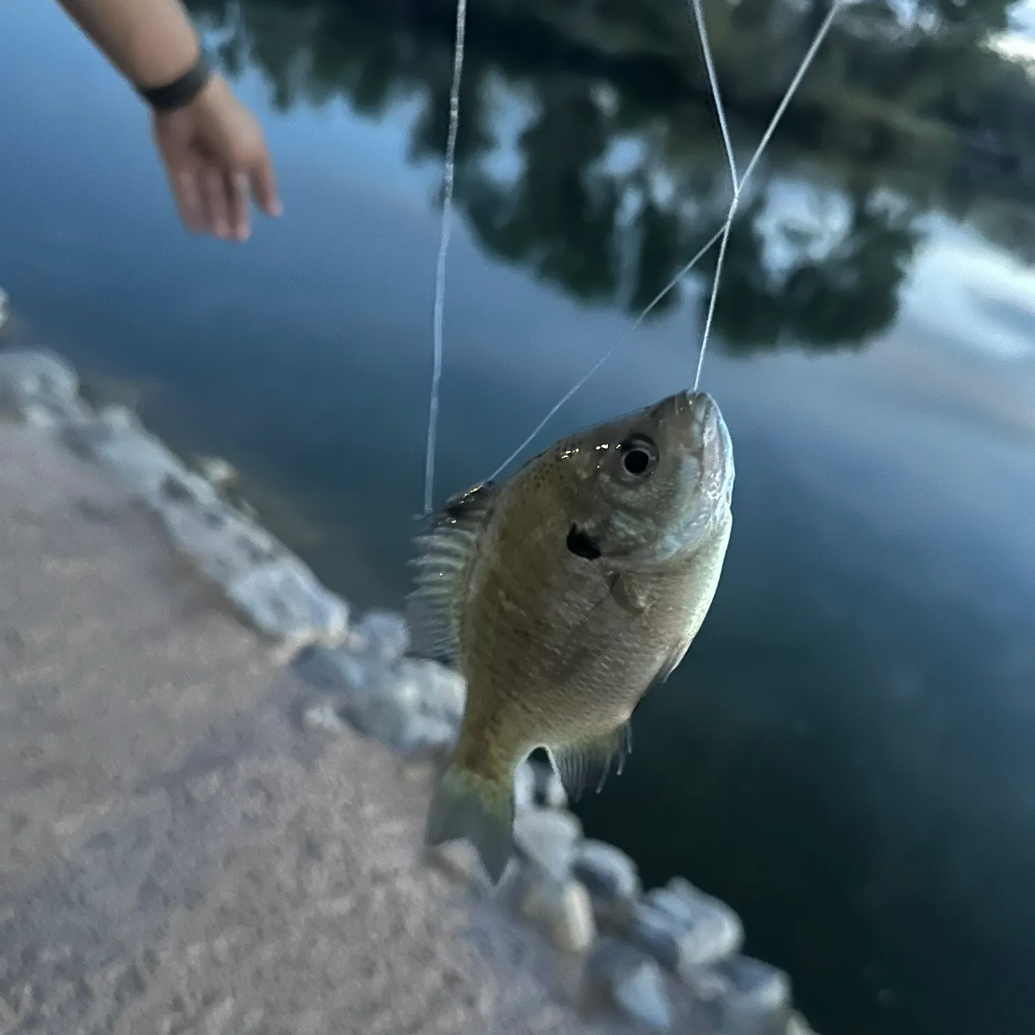 Bluegill caught on Fishbrain