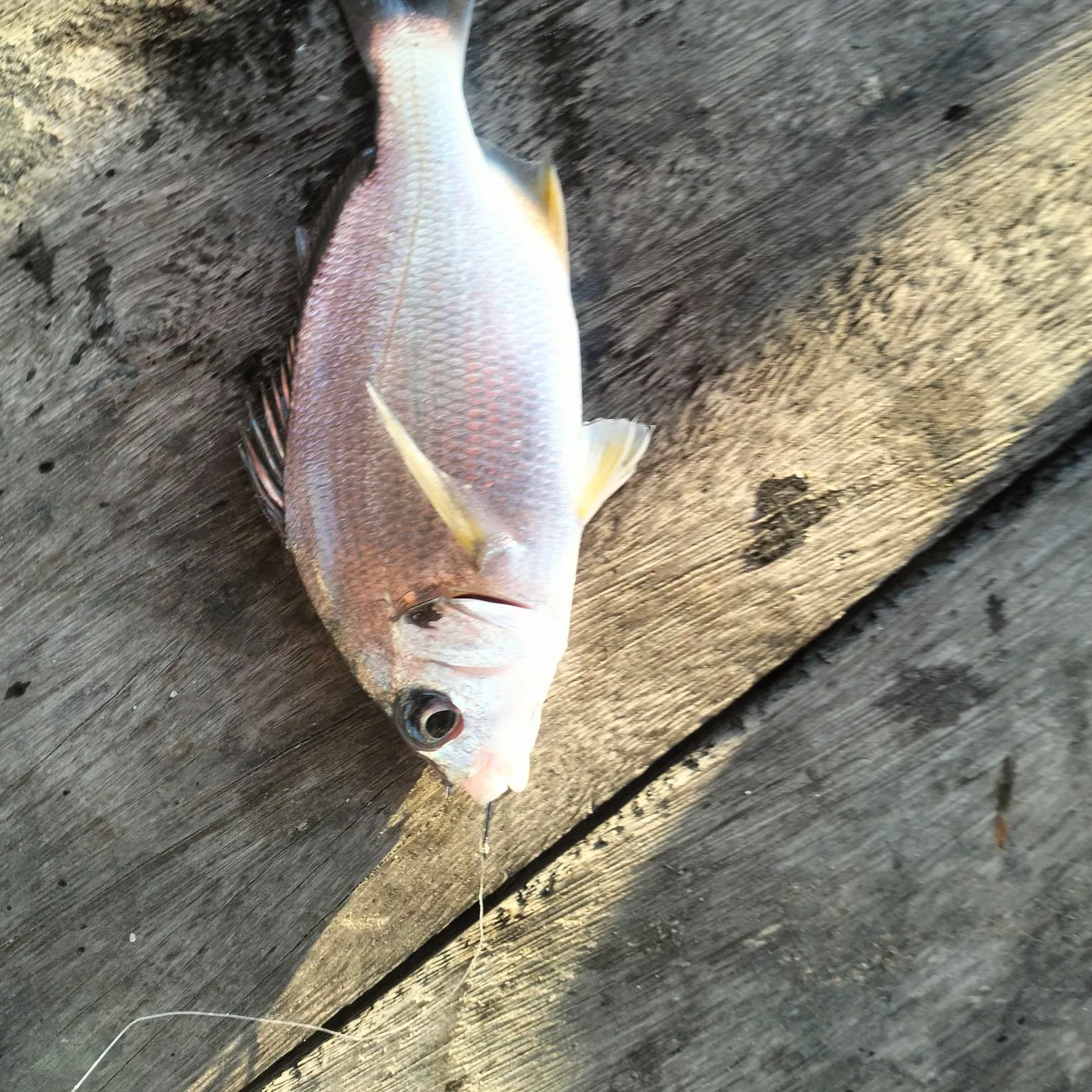 White croaker caught on Fishbrain
