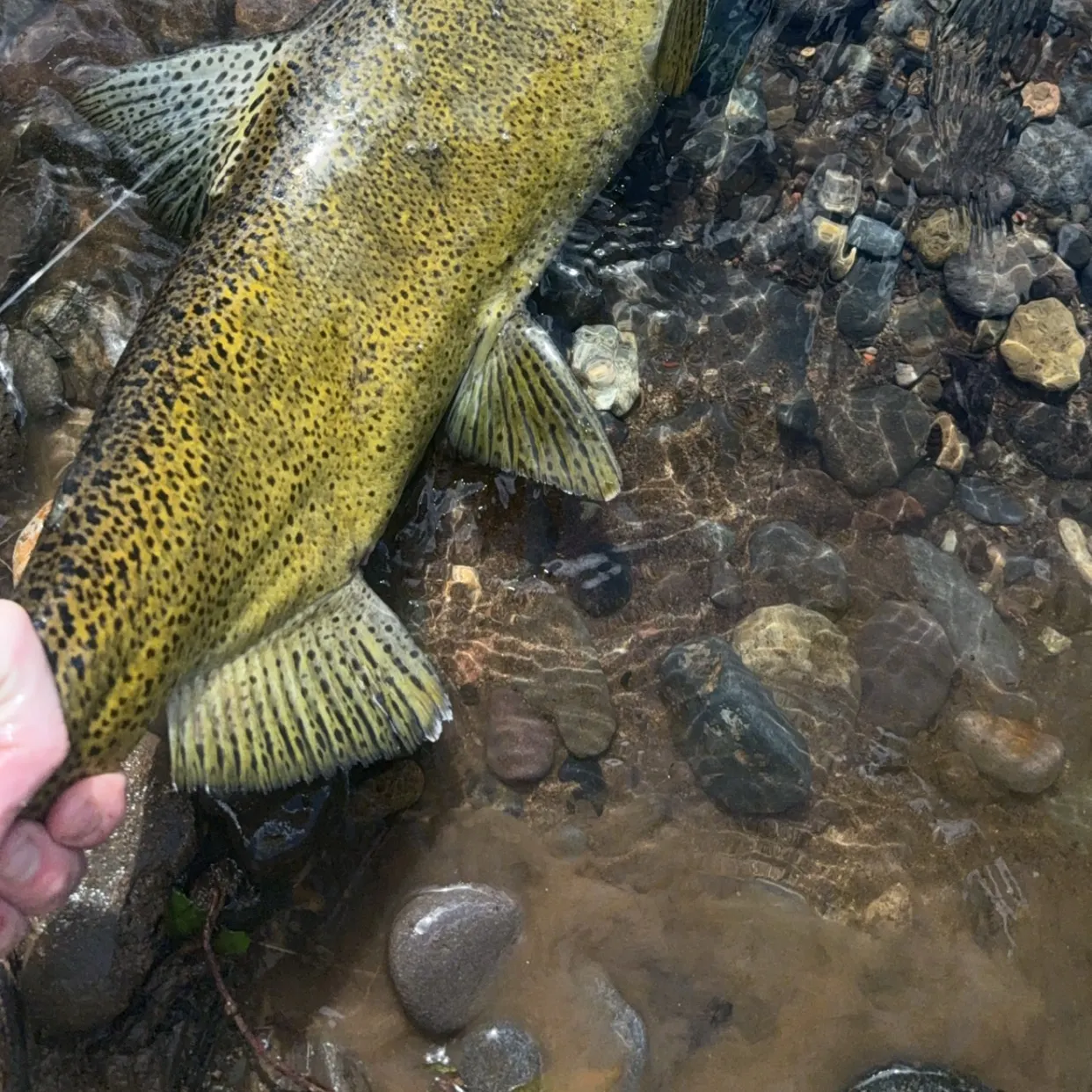 Chinook salmon caught on Fishbrain