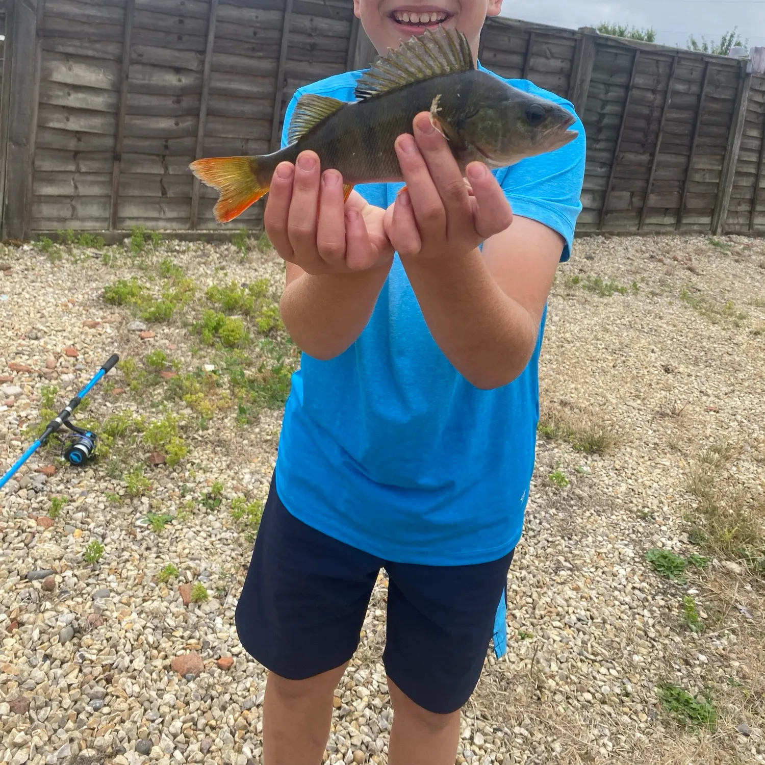 European perch caught on Fishbrain