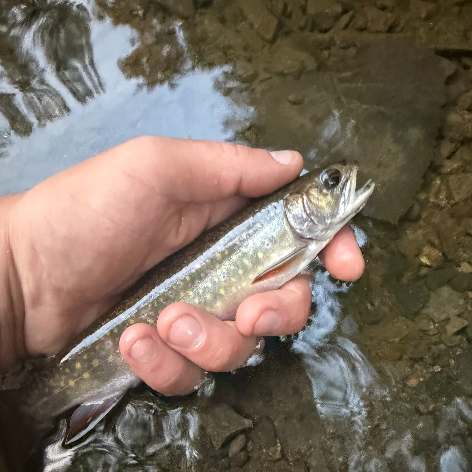 Brook trout caught on Fishbrain