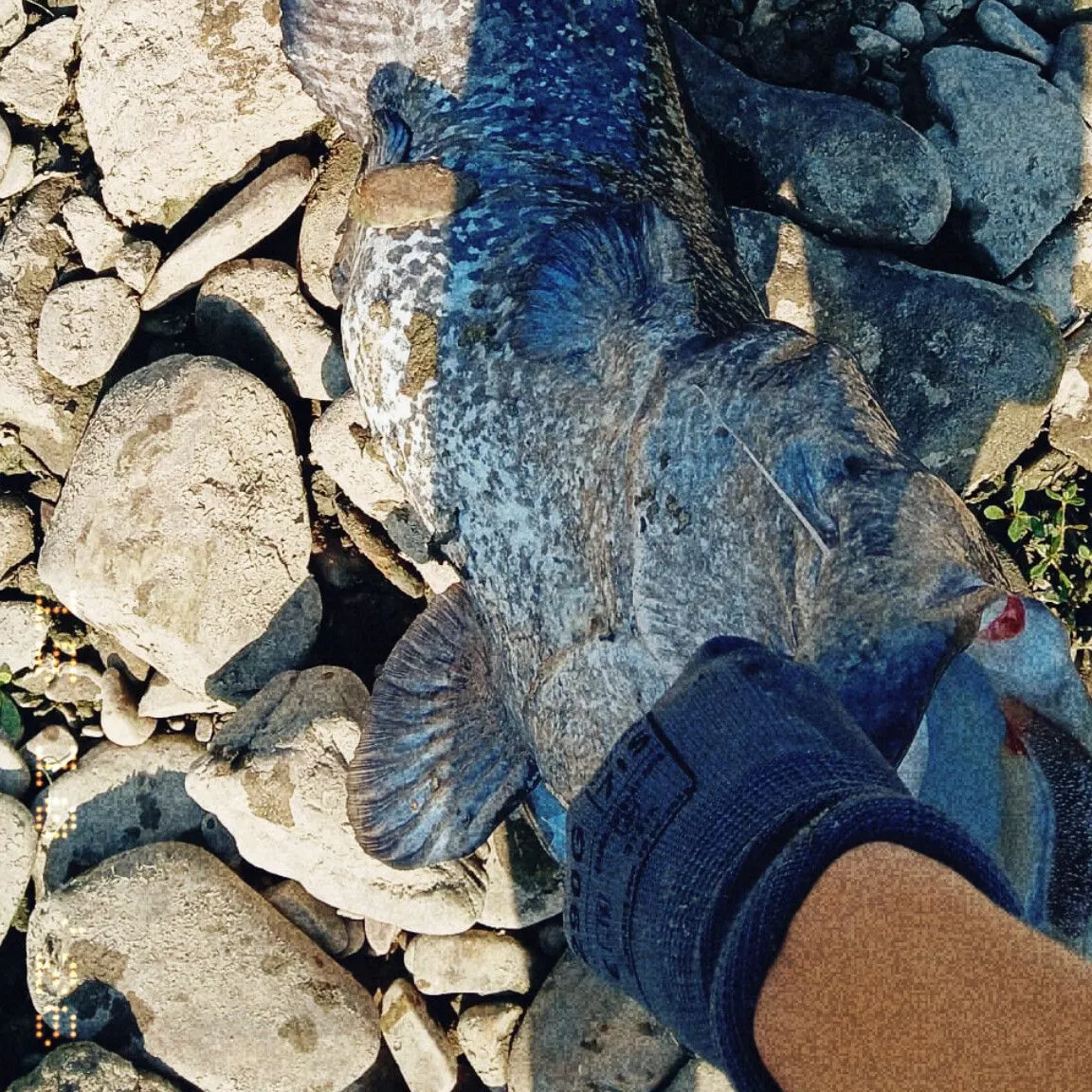The most recent Wels catfish catches on Fishbrain