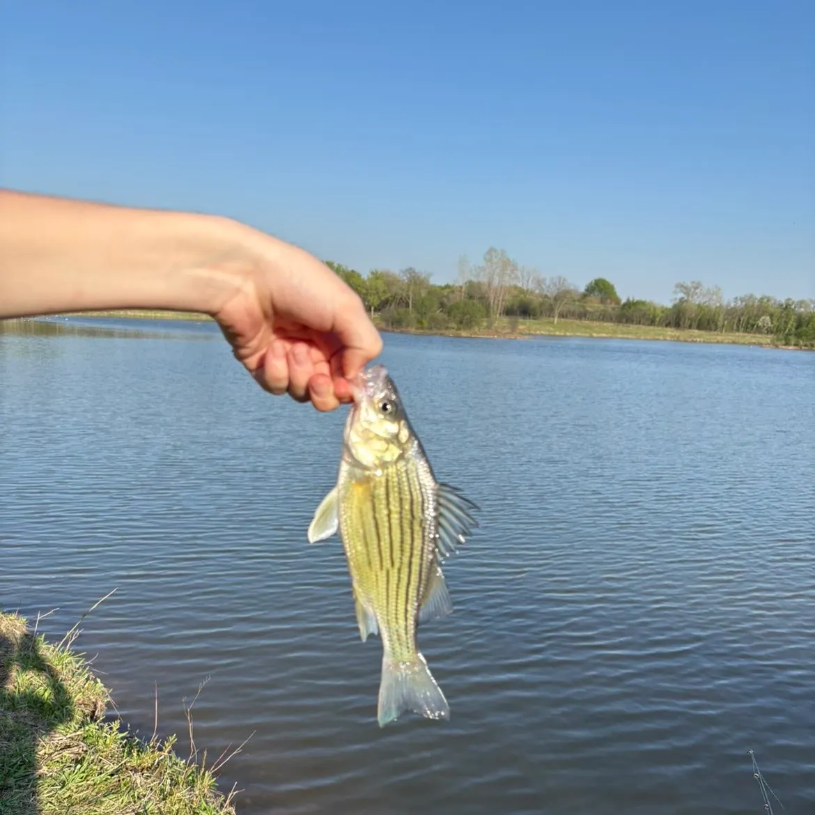 The most recent Yellow bass catches on Fishbrain