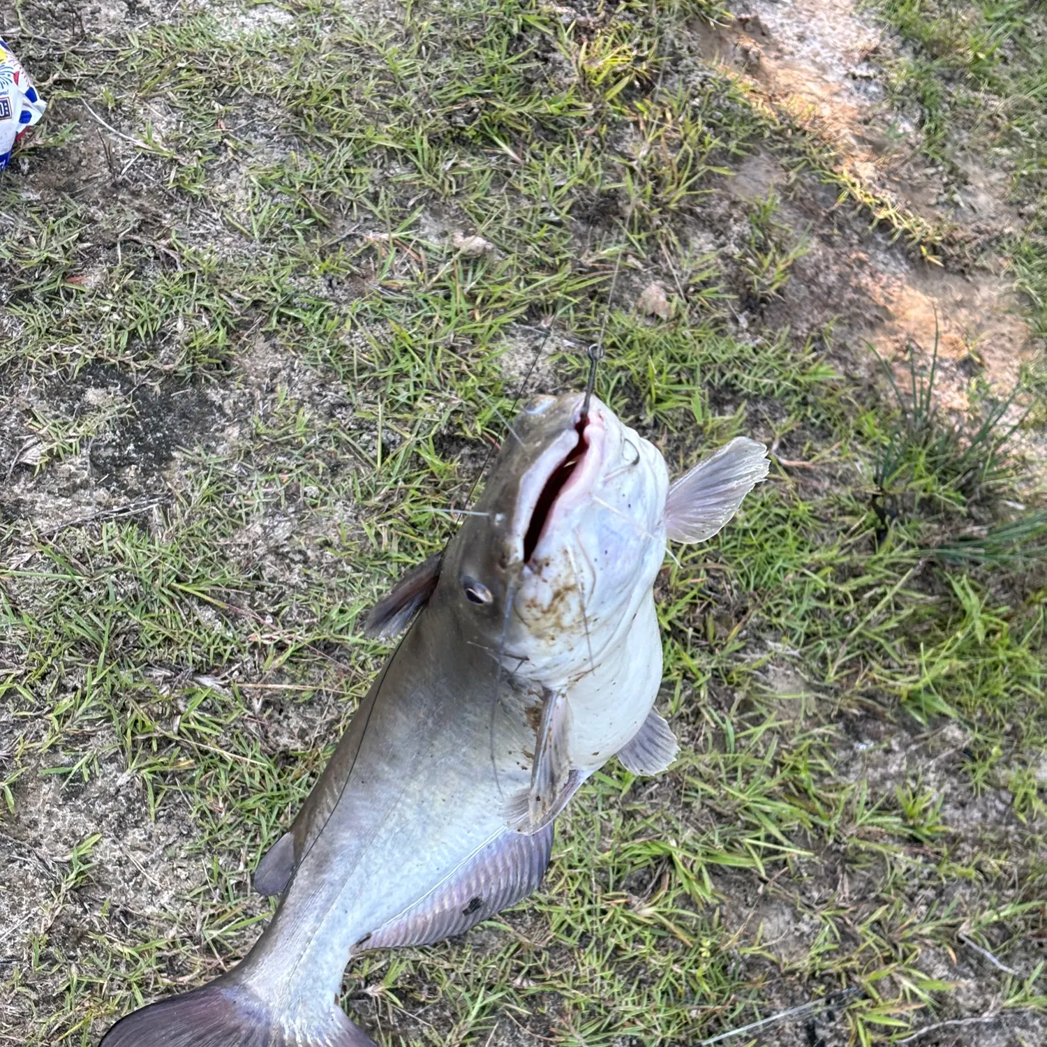 Channel catfish caught on Fishbrain