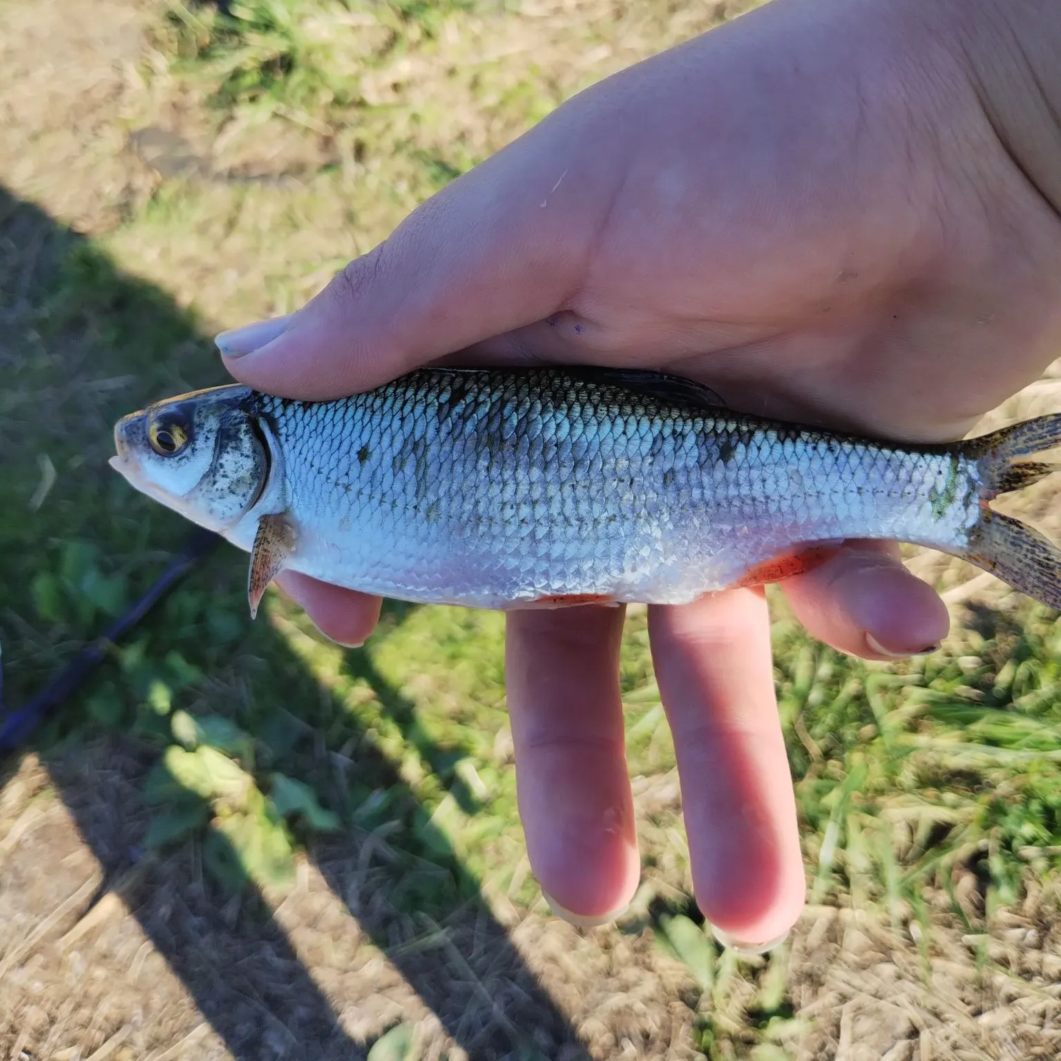 Asp caught on Fishbrain
