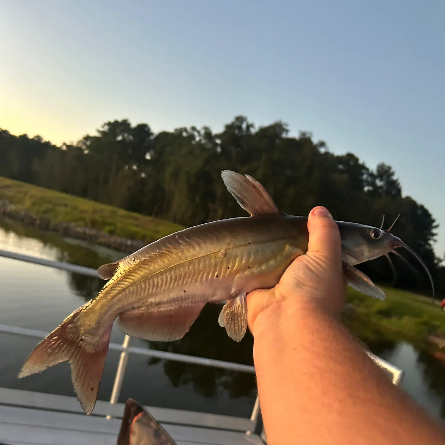 Channel catfish caught on Fishbrain