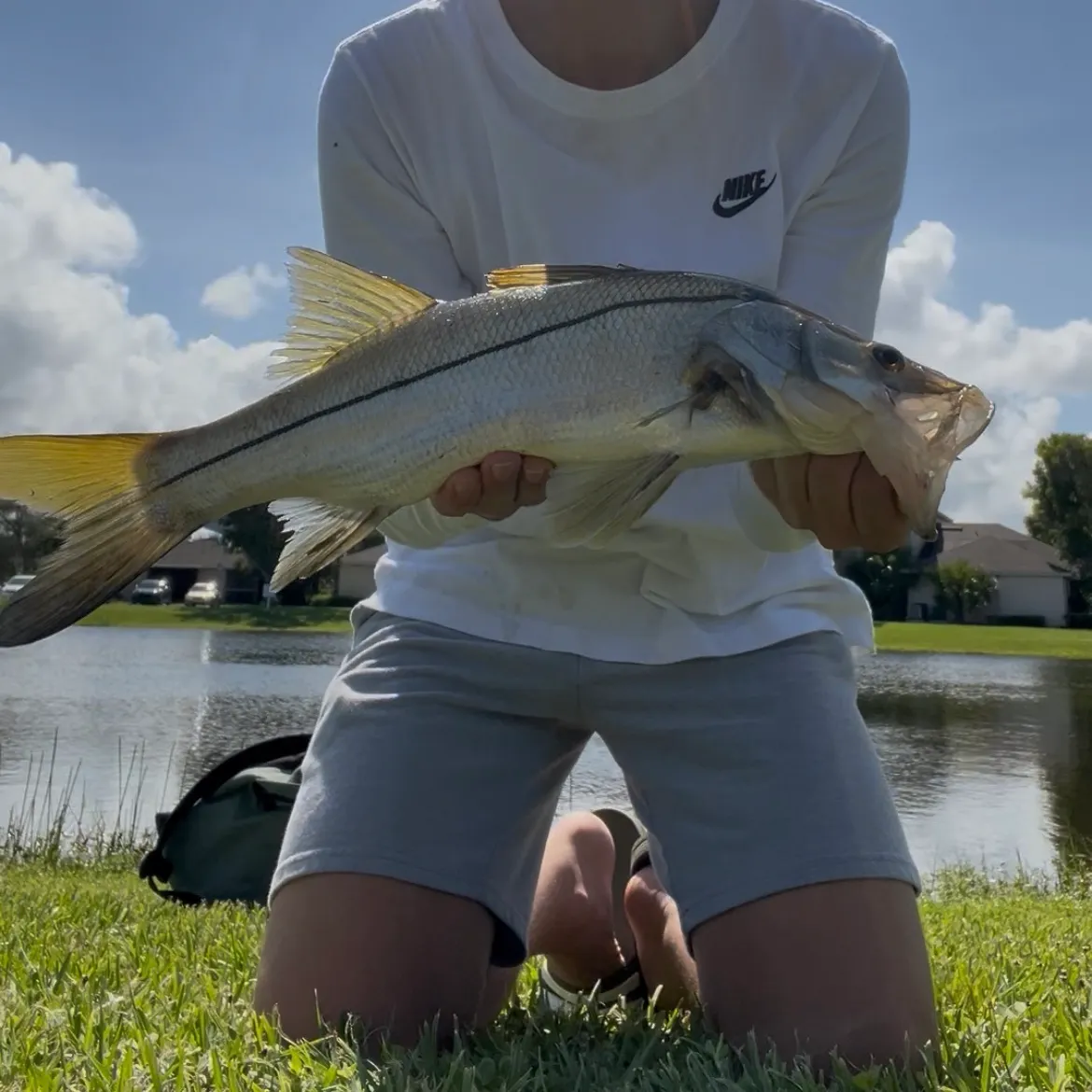 The most recent Fat snook catches on Fishbrain