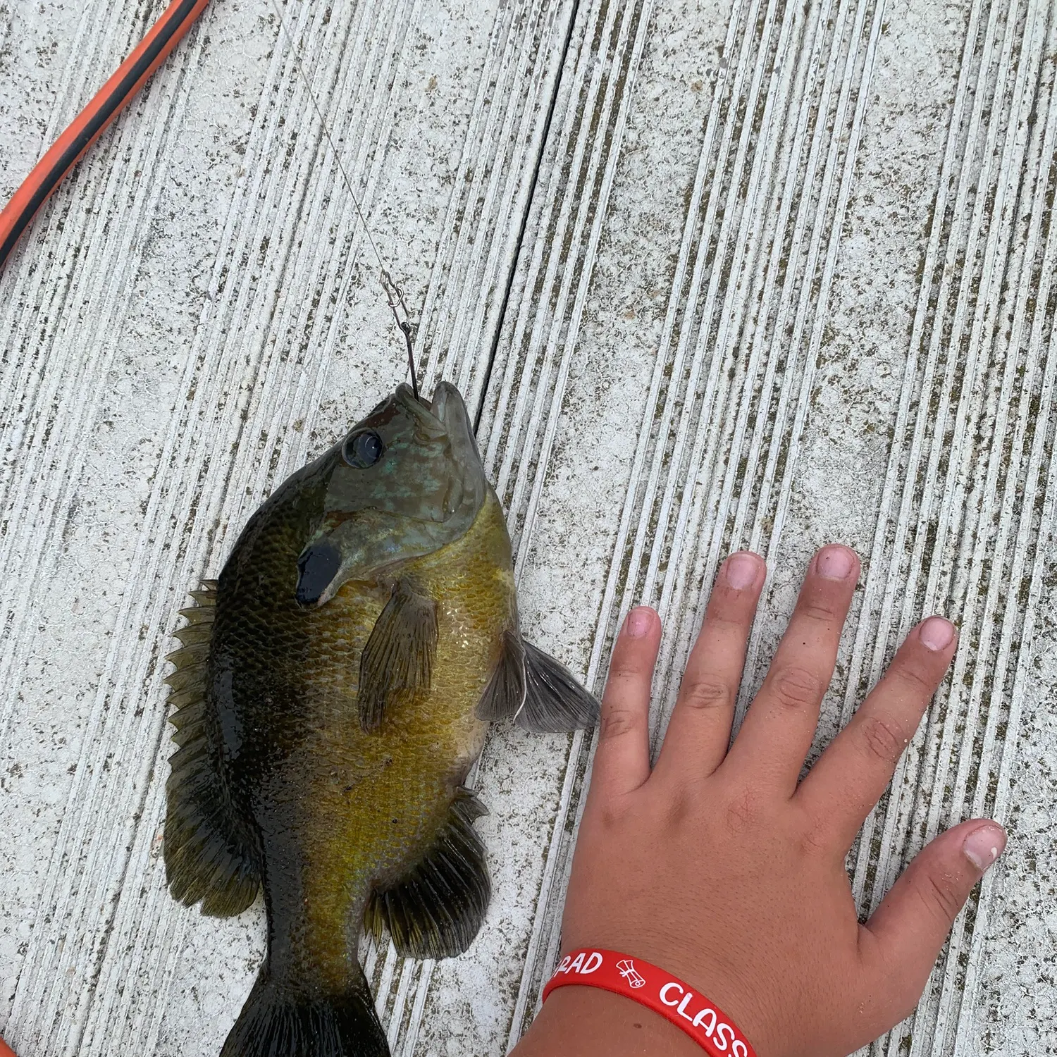 Greengill hybrid caught on Fishbrain