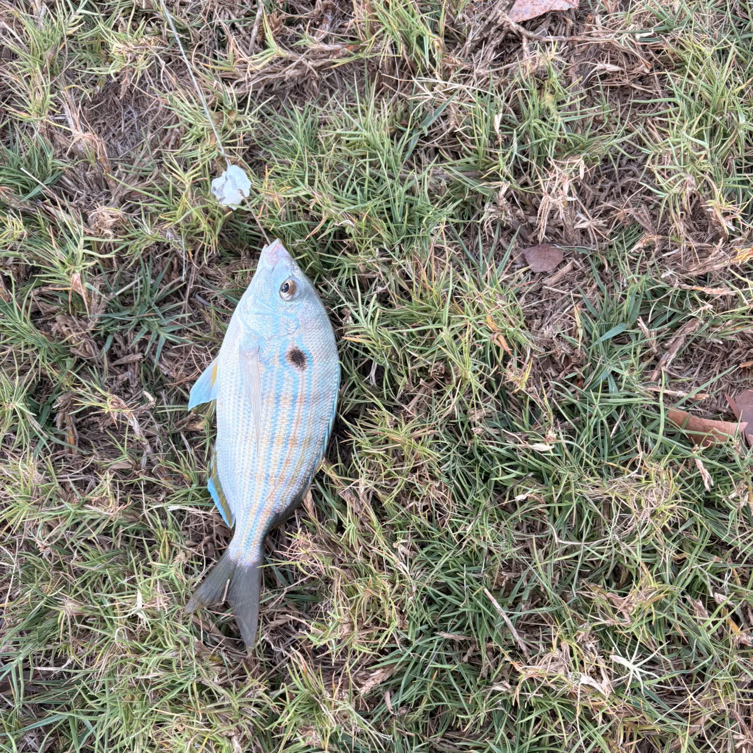 The most recent Spot croaker catches on Fishbrain