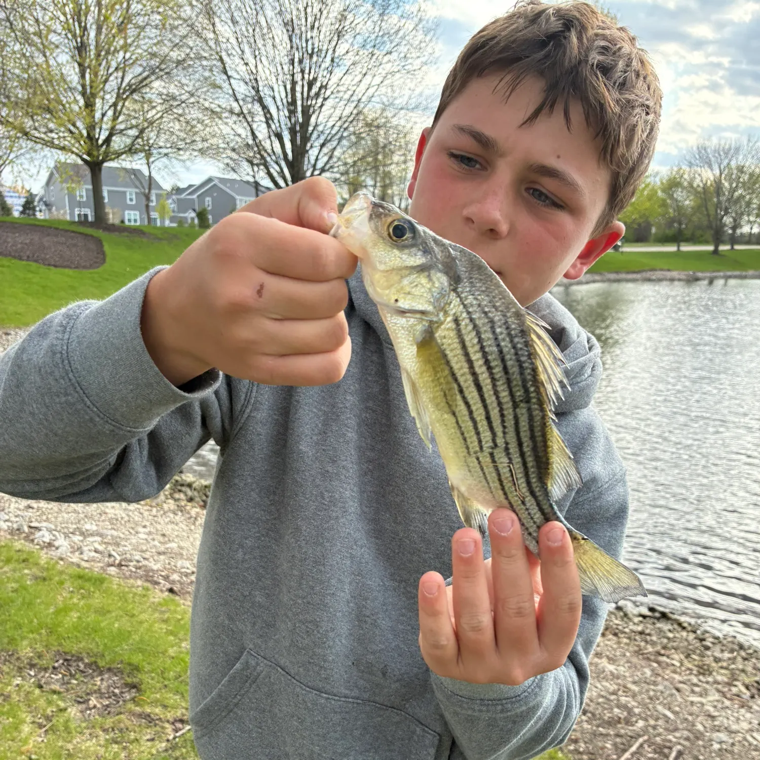 The most recent Yellow bass catches on Fishbrain