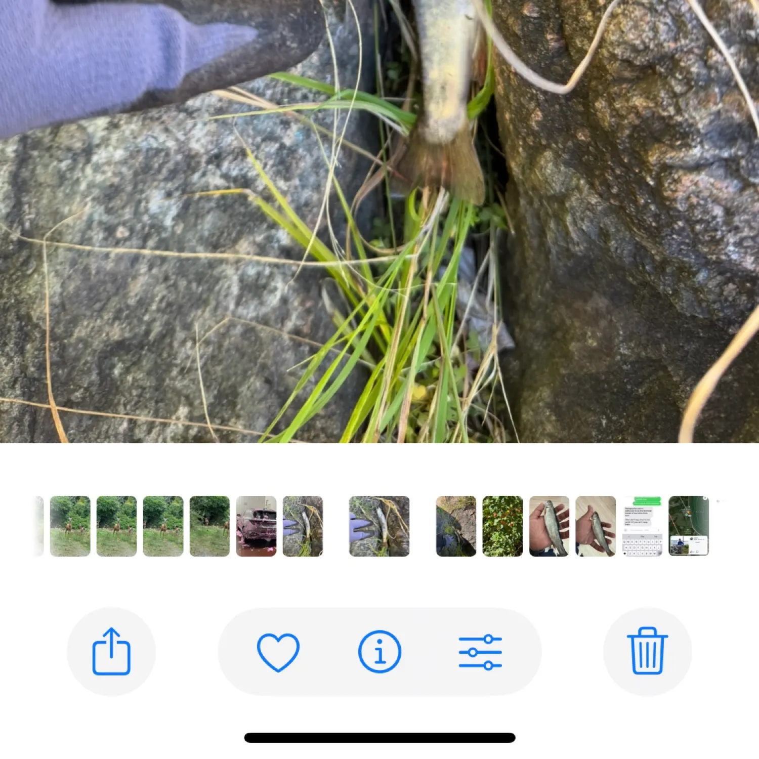 recently logged catches