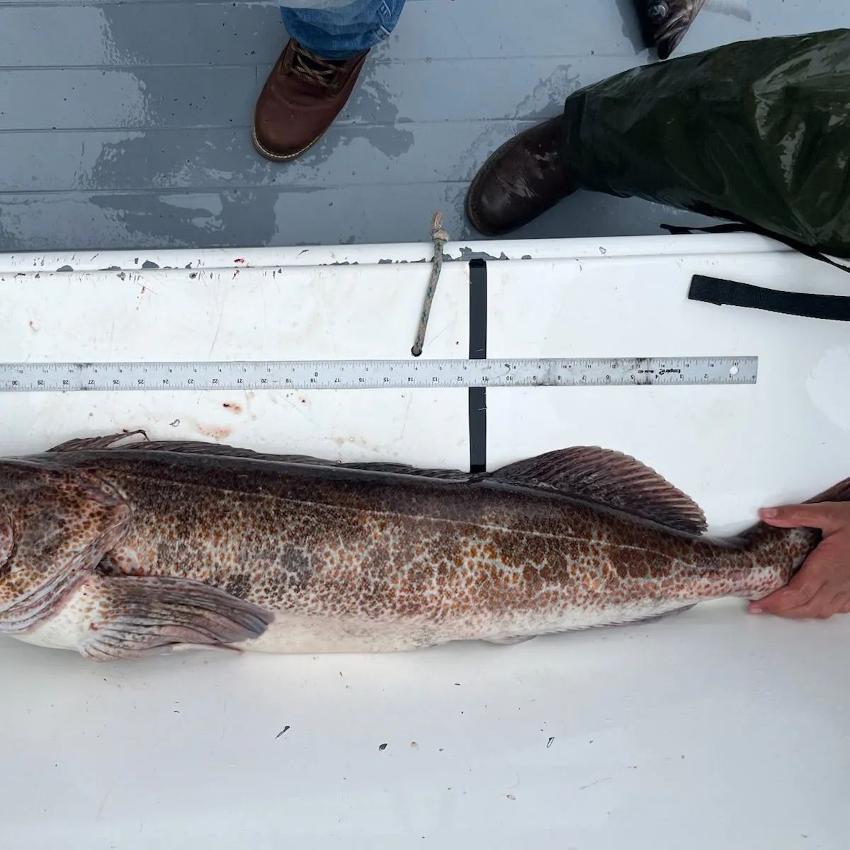 Lingcod caught on Fishbrain