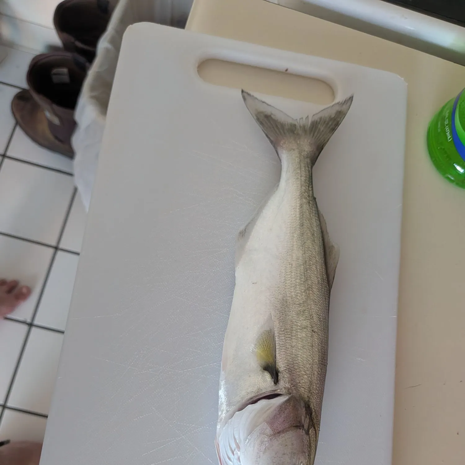 The most recent King George whiting catches on Fishbrain
