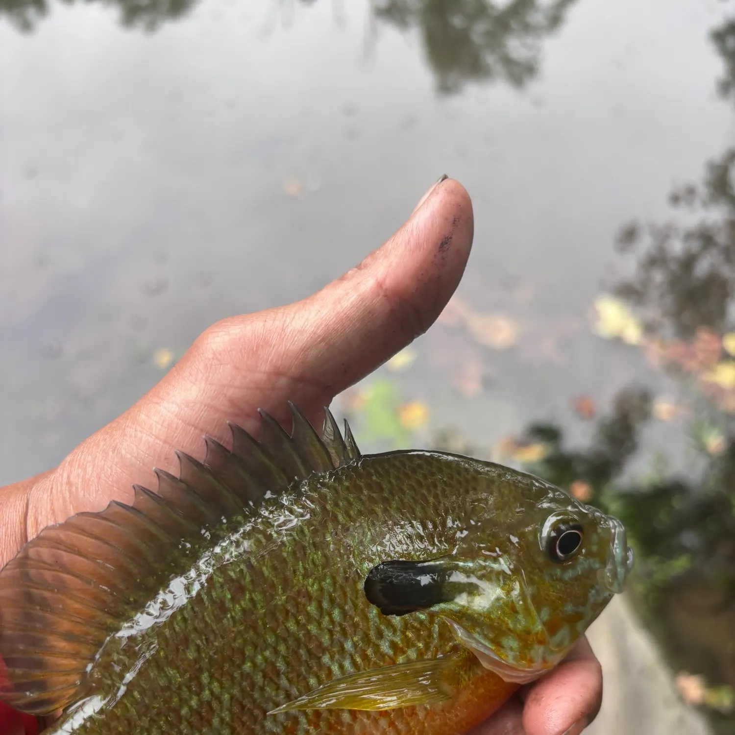 Redbreast sunfish caught on Fishbrain