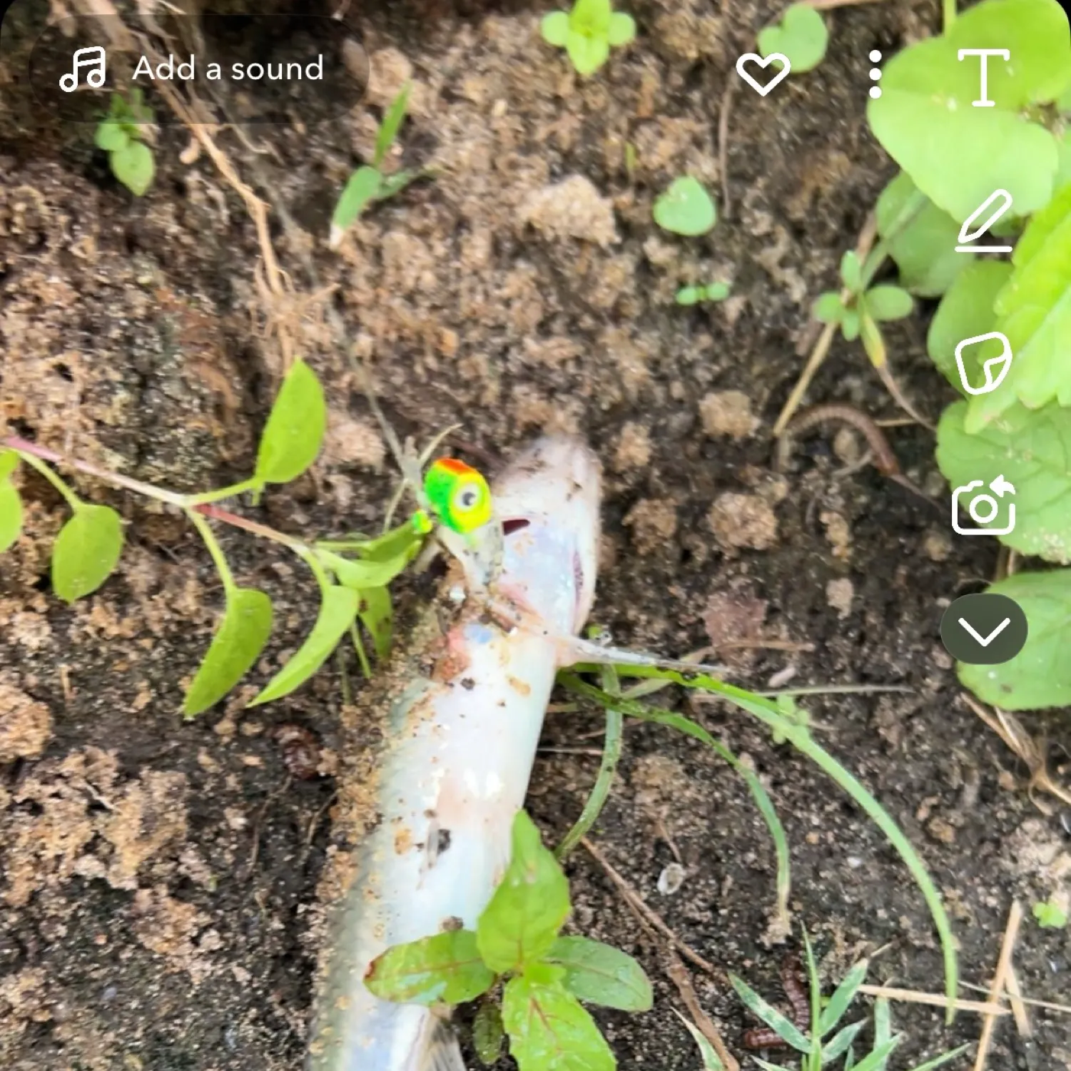 The most recent Bluntnose minnow catches on Fishbrain